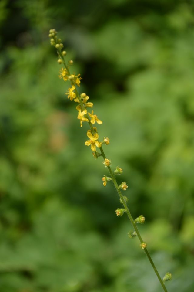 Agrimonia eupatoria